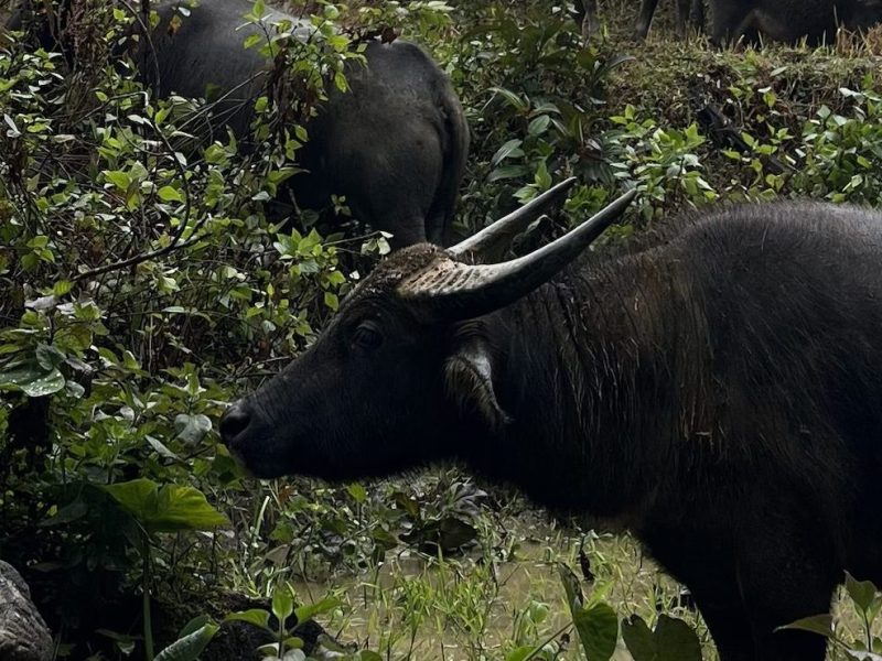 Une journée dans les montagnes de&nbsp;Sapa
