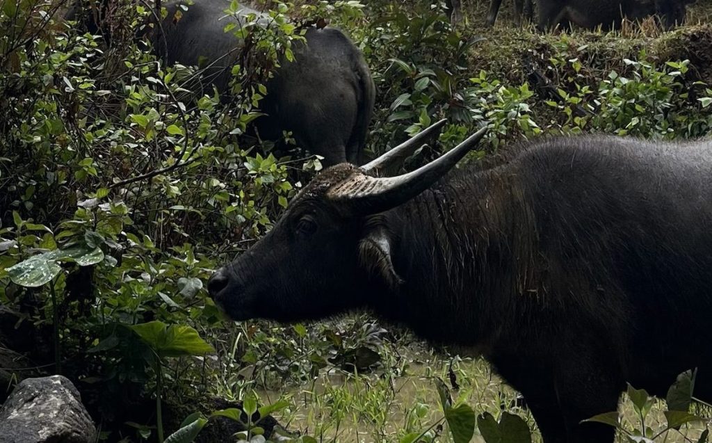 Une journée dans les montagnes de&nbsp;Sapa